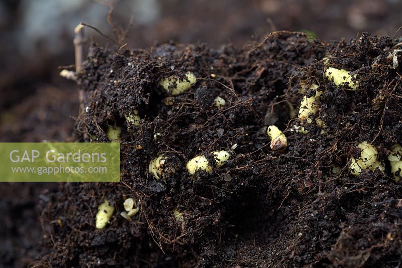 Achimenes - Hot water plant rhizomes 