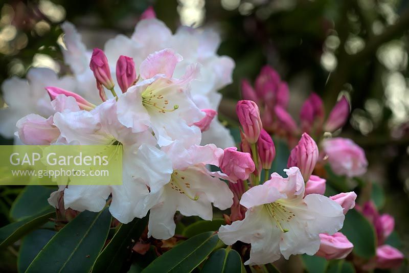 Rhododendron 'Loderi King George' AGM