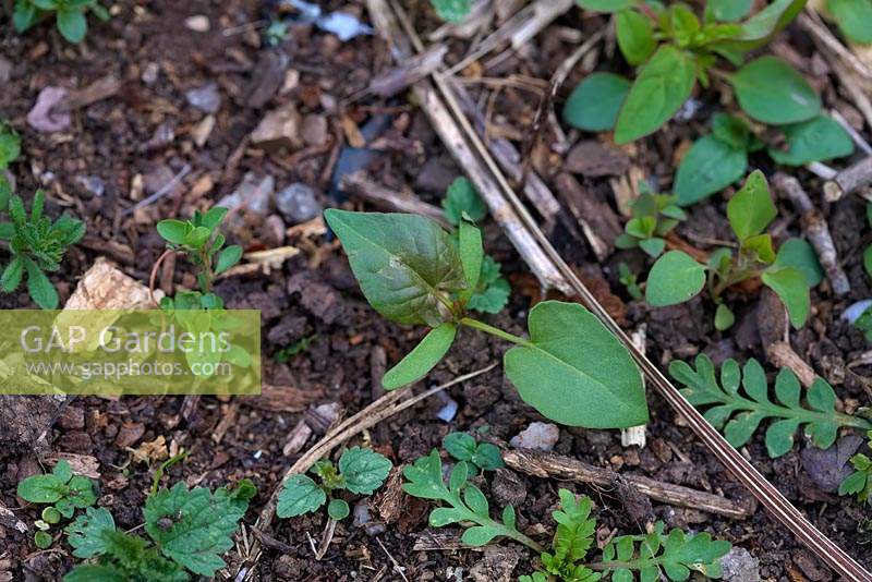 Convolvulus arvensis - 'Bindweed'