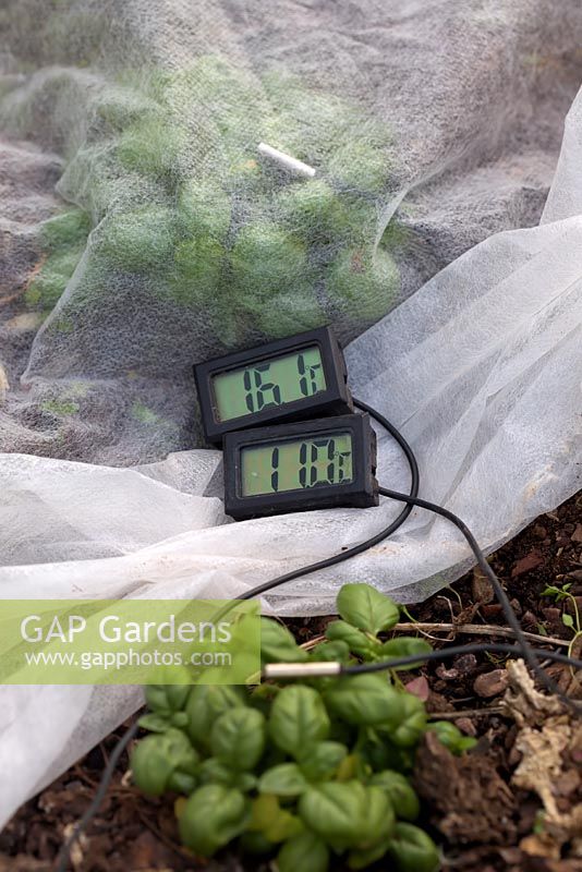 Horticultural fleece gives improved growing conditions for tender plants in spring - both sensors visible - showing Ocimum basilicum 'British Basil'. 