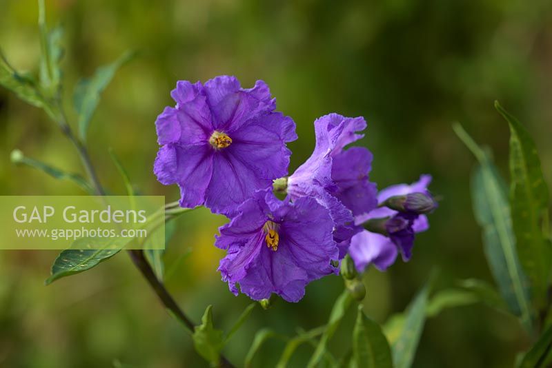 Solanum laciniatum - Kangaroo Apple