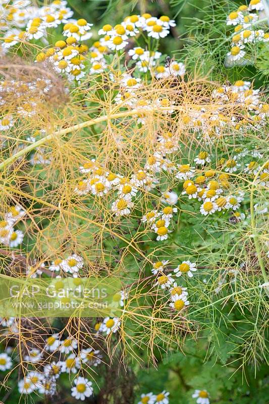 Chamaemelum nobile and  Foeniculum vulgare - Chamomile growing amongst fennel