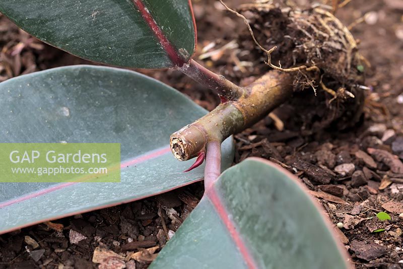 Ficus elastica roots easily and non terminal cuttings initiate growth buds