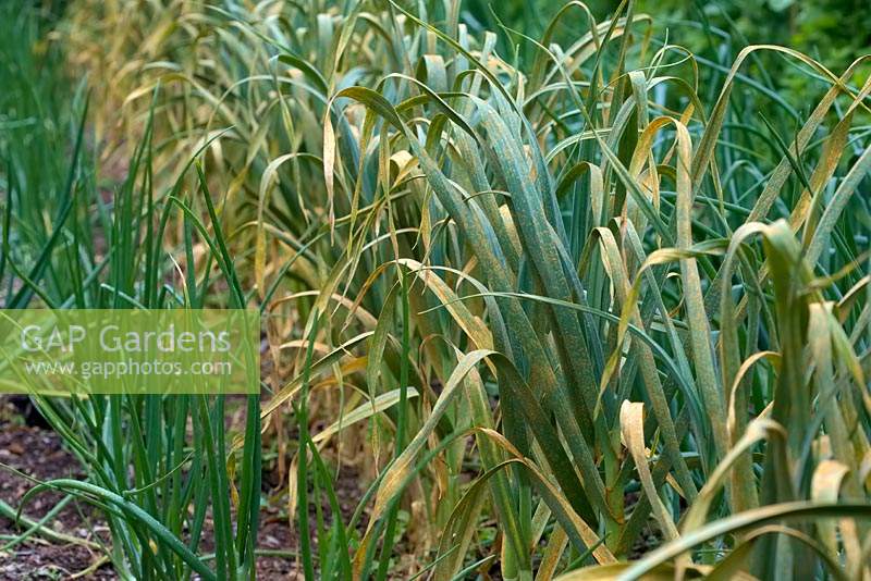 Allium sativum - a garlic crop showing rust in mid June as the new bulb matures, Onion crop in next row is not affected