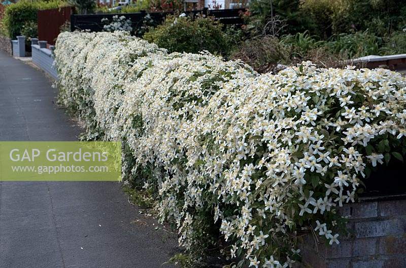 Clematis montana var. wilsonii 