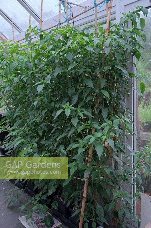 Growing Capsicum annuum - Pepper - with an autopot system in a greenhouse