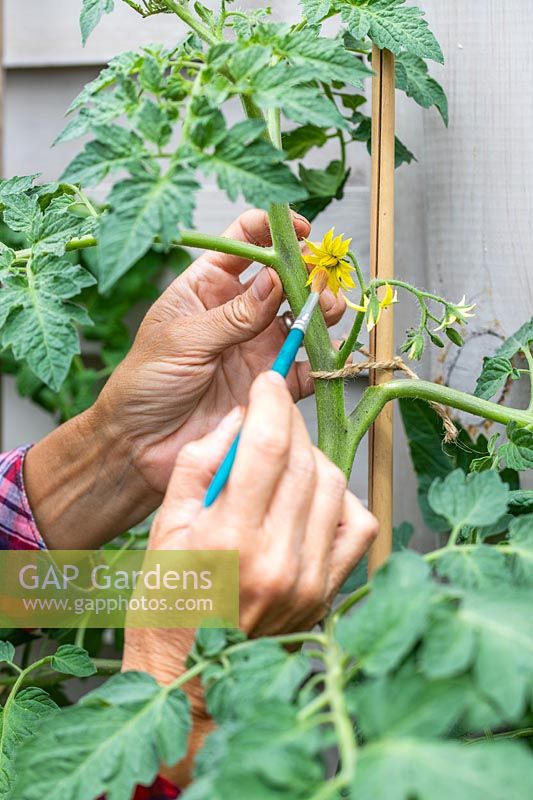Hand pollinating tomato flowers - Tomato 'Marmande'. 