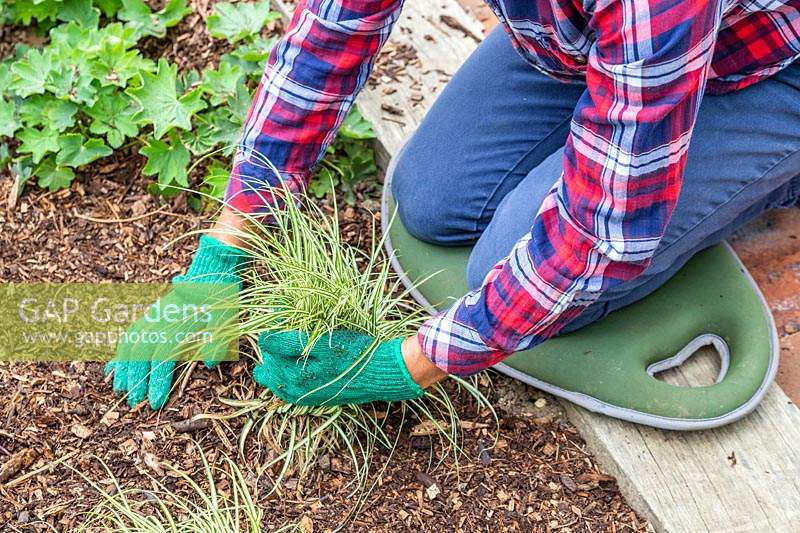 Woman adding woodchip mulch around an ornamental grass in border wearing gloves. 