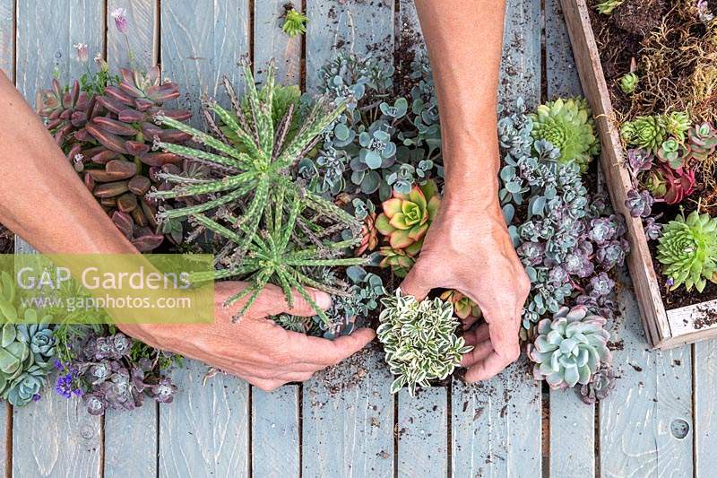 Woman planting Arabis ferdinandi-coburgi 'Variegata'  in pallet table. 