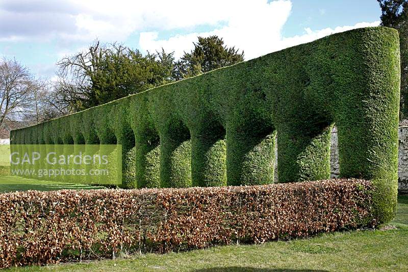 Leylandii colonnade at Chippenham Park Gardens.