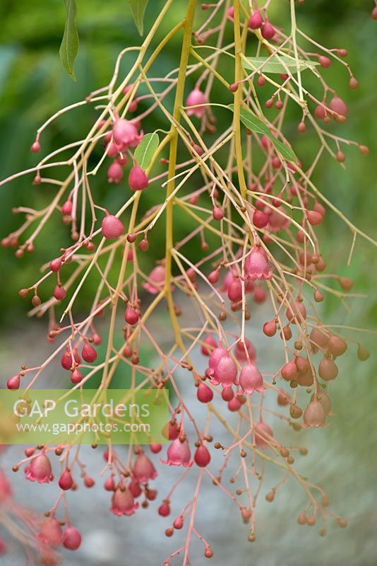 Brachychiton acerifolius - Illawarra Flame Tree - flowers