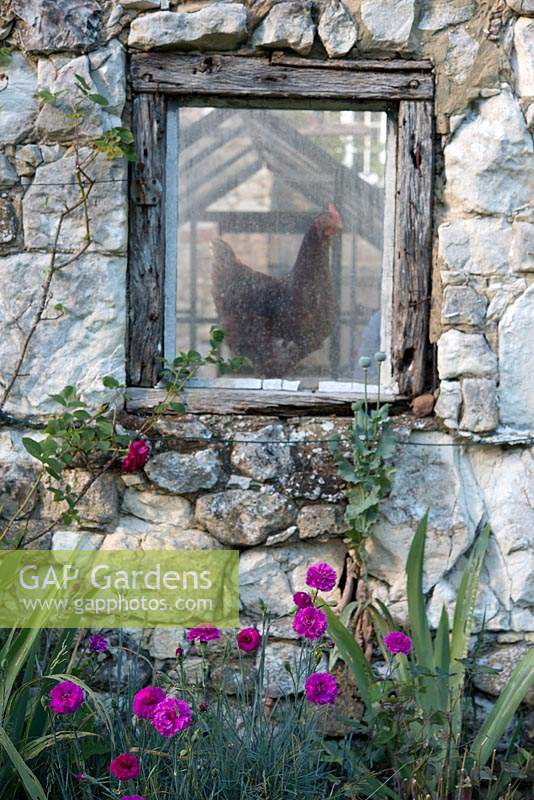 An old stone barn wall with Dianthus 'Devon Wizard' at the base and a chicken in a barn window