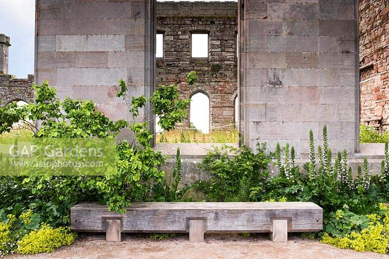 Oak bench in front of castle ruin surrounded by Acanthus mollis Latifolius Group 'Rue Ledan', Alchemilla mollis, Jasminum officinale 'Devon Cream' and Cercis canadensis f. alba 'Royal White'