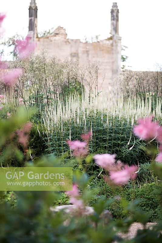 Filipendula rubra 'Venusta' with Veronicastrum virginicum 'Spring Dew' at Lowther Castle