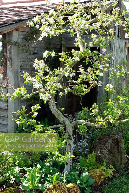 Neglected Apple tree, once trained in espalier style, in country garden - RHS Malvern Spring Festival
