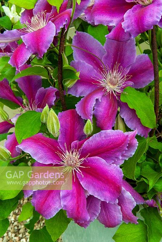 Clematis 'Dr Ruppell'