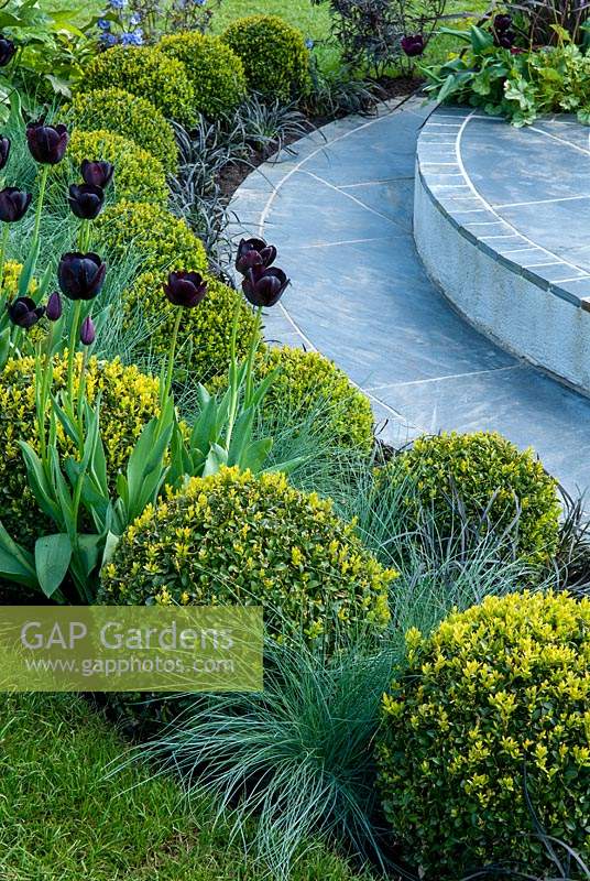 Clipped Box spheres, Grasses and Tulips surrounding raised circular paving area - RHS Malvern Spring Festival