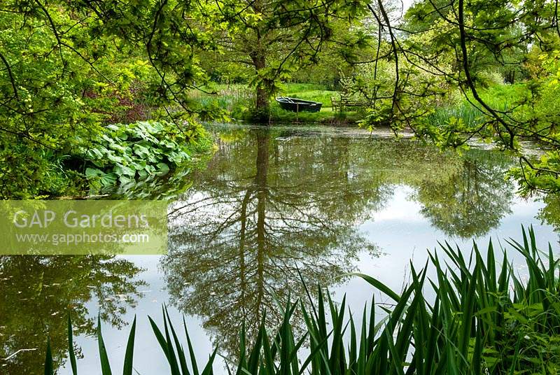 Reflections in the still waters of lake, with waterside area of  Petasites japonicus var. giganteus - Japanese Butterbur - and dinghy on distant bank - NGS Open Garden, Iken, Suffolk