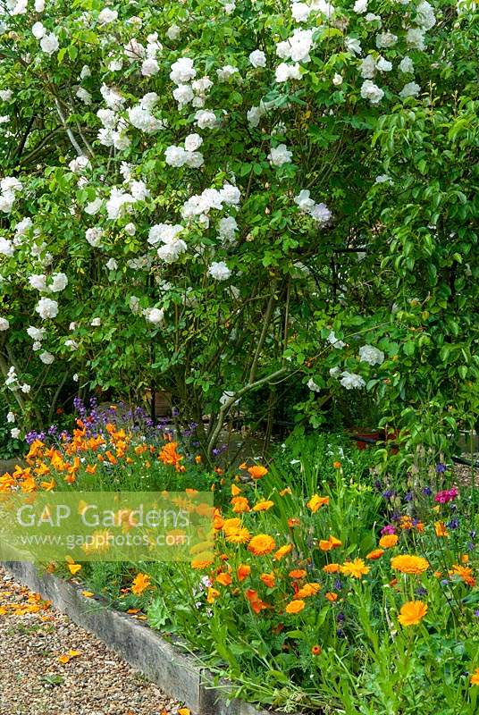 Rosa - Rose 'Madame Alfred Carriere' above border of Pot Marigolds, California Poppies and Erysimum 'Bowles Mauve' - Open Gardens Day, Earl Stonham, Suffolk
