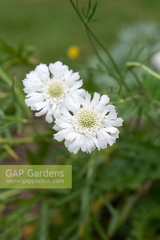 Scabiosa caucasica 'Perfecta Alba' - Scabious - Pincushion flower