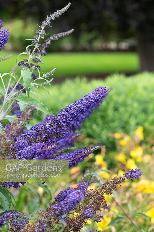 Buddleja davidii 'Glasnevin Hybrid' - Butterfly bush 'Glasnevin Hybrid'