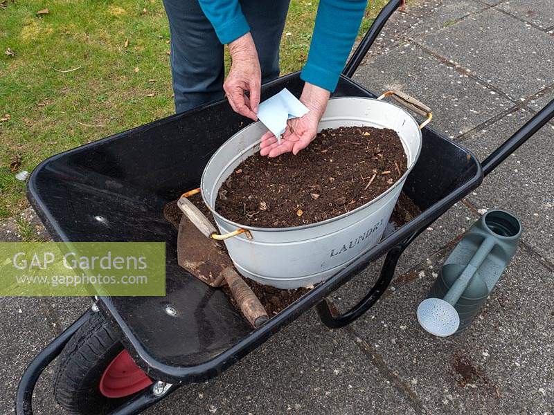 Use old containers to plant a wild flower garden.  Planting wildflower seeds in an old container resting in a wheelbarrow