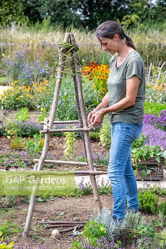Woman using garden string to fix horizontal poles to the uprights of a hazel obelisk