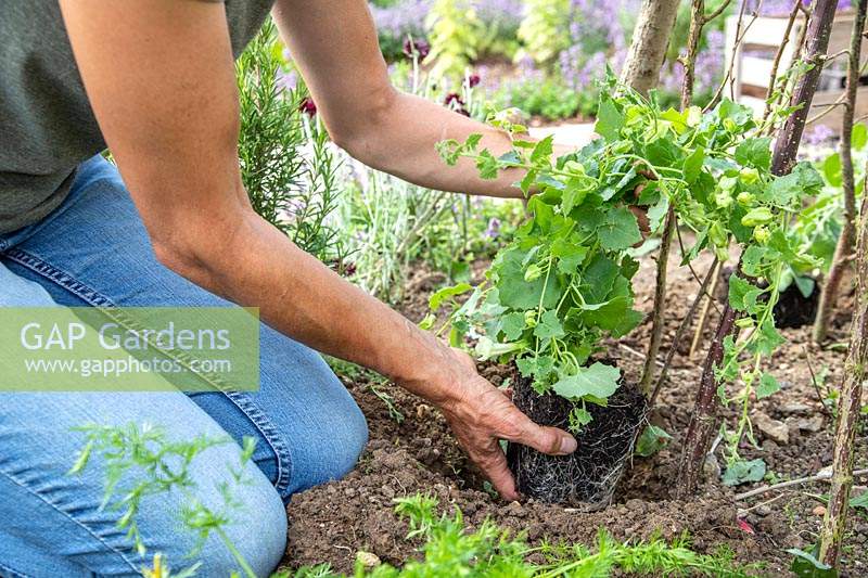 Woman planting Lophospermum 'Lofus Compact White' at the base of a hazel pole obelisk