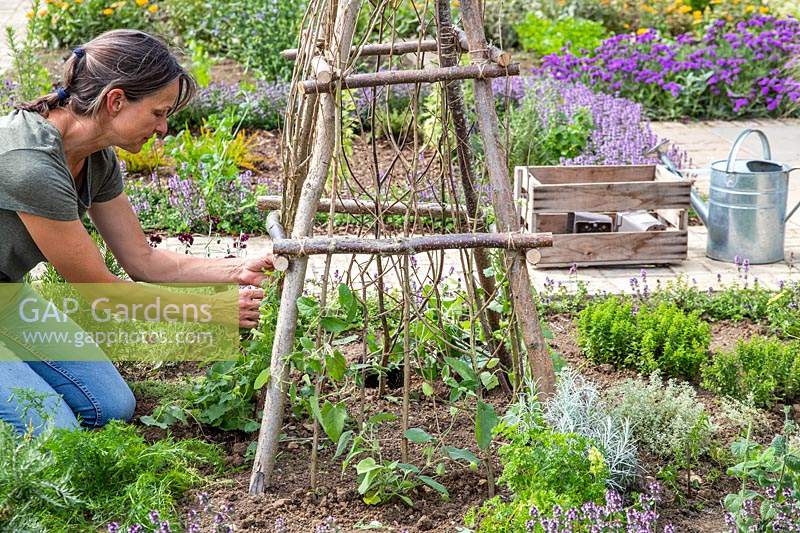 Woman planting Lophospermum 'Lofus Compact White' at the base of a hazel pole obelisk