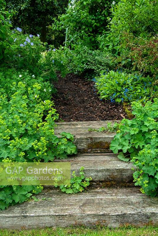 Wooden steps with overhanging Alchemilla mollis, Ladies Mantle, leading to path of wood chippings into shrubbery - Open Gardens Day, Coddenham, Suffolk