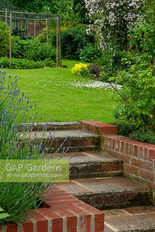 Steps edged with Lavender and Roses leading to lawn with shrub borders, fruit cage and greenhouse beyond - Open Gardens Day, Coddenham, Suffolk