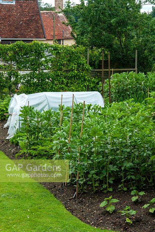 Vegetable bed containing Cucumber plants, Broad Beans and Lettuces with small polytunnel and Conference Pear grown in espalier style beyond - Open Gardens Day, Coddenham, Suffolk