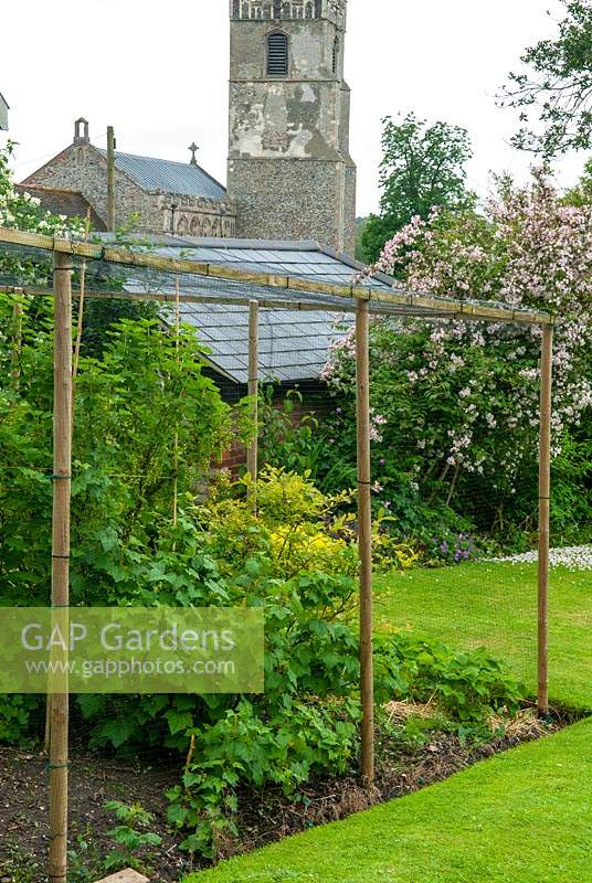 Fruit cage containing Strawberry plants, Blackcurrant bushes and Redcurrant bushes with lawn and flowering Deutzia shrub beyond - Open Gardens Day, Coddenham, Suffolk