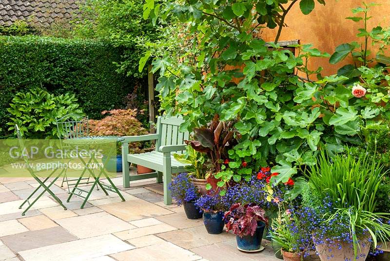 Fig Tree - Ficus carica - with assorted planting in pots, bench, table and chairs on patio against gable end of cottage - Open Gardens Day, Kelsale, Suffolk