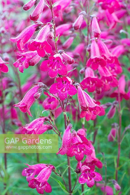 Penstemon 'Schoenholzeri', syn 'Firebird'