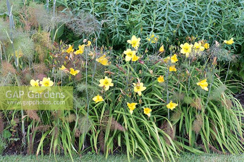 Hemerocallis 'Corky' and Foeniculum vulgare 'Purpureum'