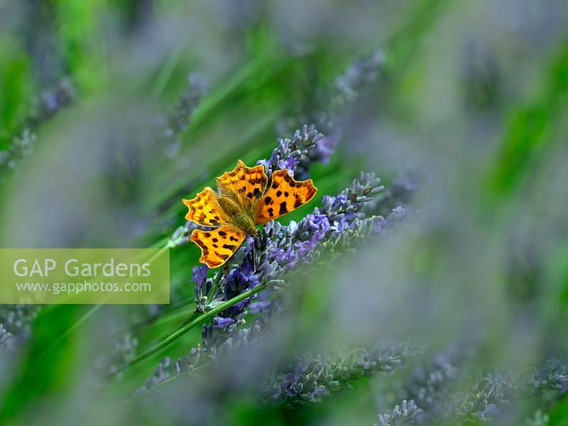 Polygonia c-album - Comma Butterfly feeding on Lavandula angustifolia 'Hidcote' - English lavender