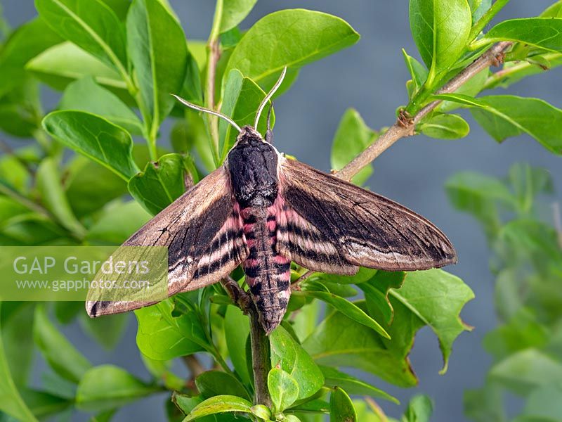 Spinx ligustri - Privet Hawk-moth - on Ligustrum hedge - Privet