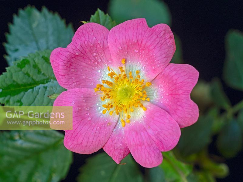 Rosa canina - Wild Dog Rose 