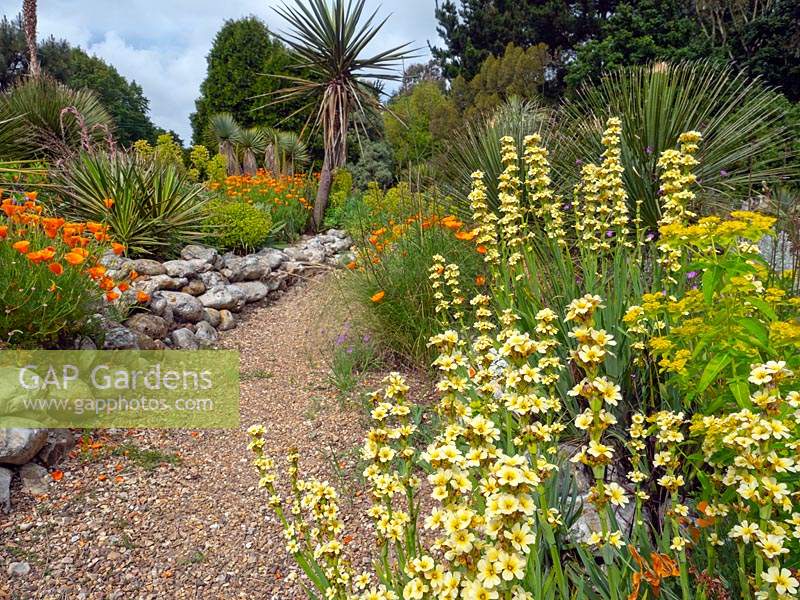 Sisyrinchium striatum with other plants in raised beds with stones, near gravel path