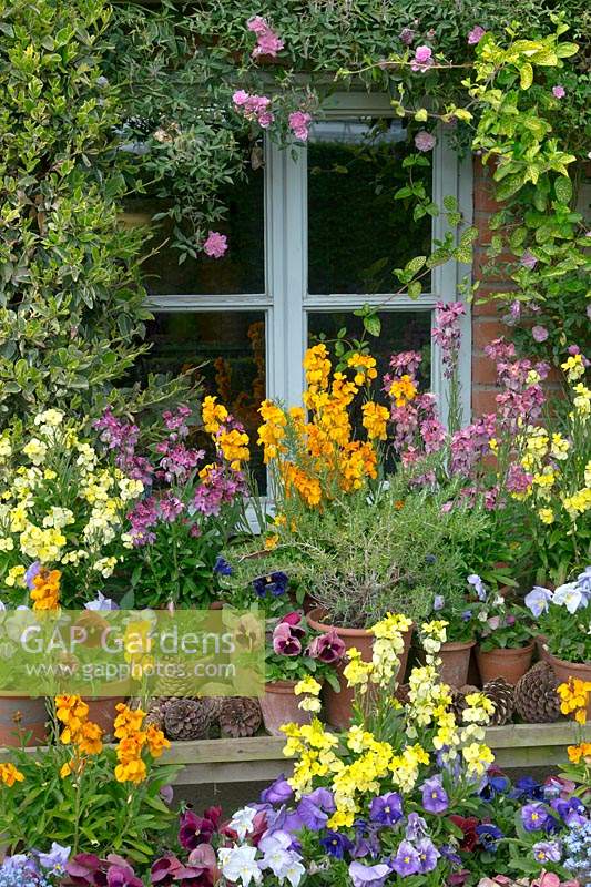 Flower display of potted Erysimum - Wallflower - and  Viola - Pansy - in front of window
