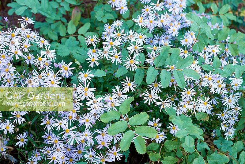 Aster pyrenaeus 'Lutetia' with the foliage of Sanguisorba applanata