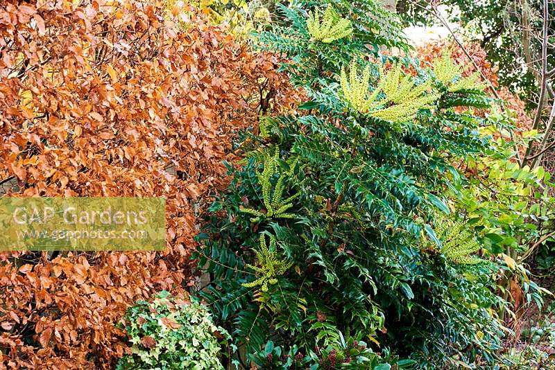 Mahonia x media 'Winter Sun' against the copper foliage of a Fagus - Beech - hedge