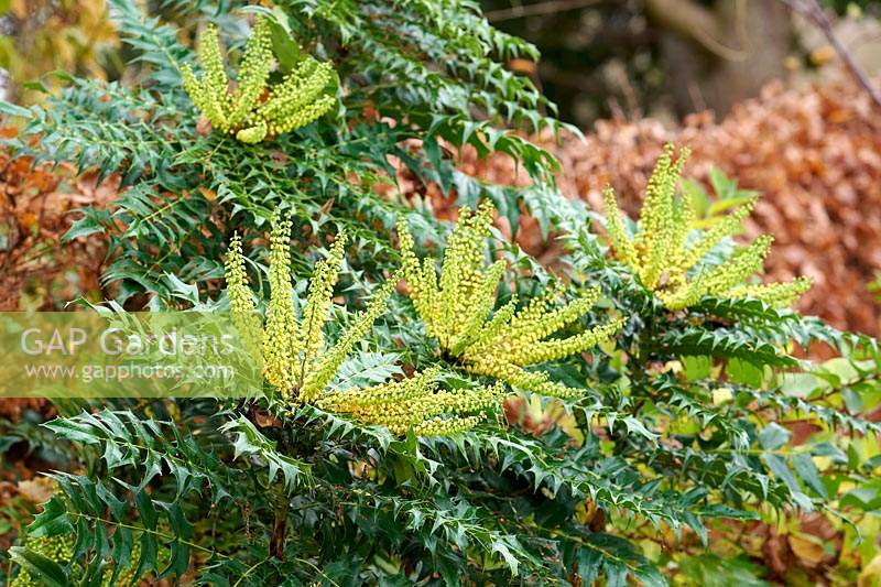 Mahonia x media 'Winter Sun' 