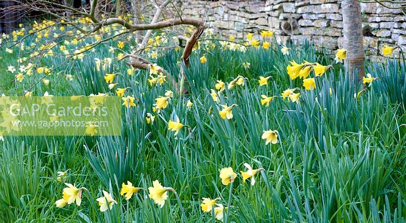 Naturalised daffodils in grass in front of a dry stone wall