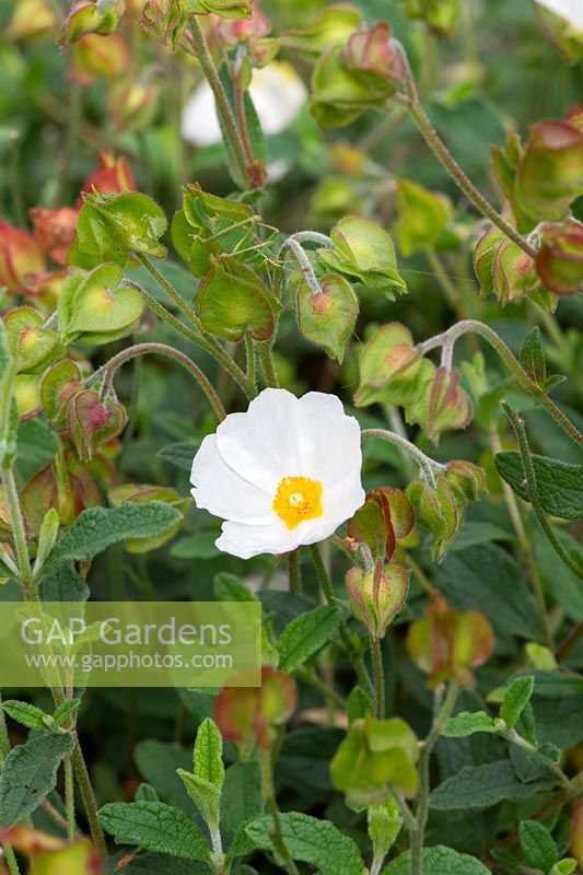 Cistus x obtusifolius 'Thrive' and Leptophyes punctatissima - Rock Rose 'Thrive' and Speckled Bush-cricket
