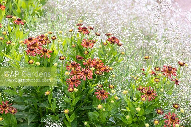 Helenium 'Loysder Wieck' and Gypsophila paniculata - Sneezeweed and Baby's Breath