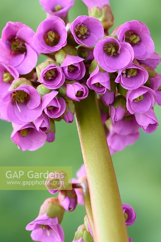 Bergenia cordifolia Elephant's ears Heart-leaf bergenia 