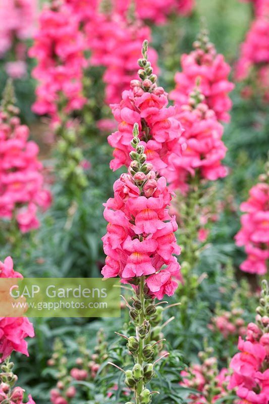 Antirrhinum F1 'Sonnet Rose' - Snapdragon