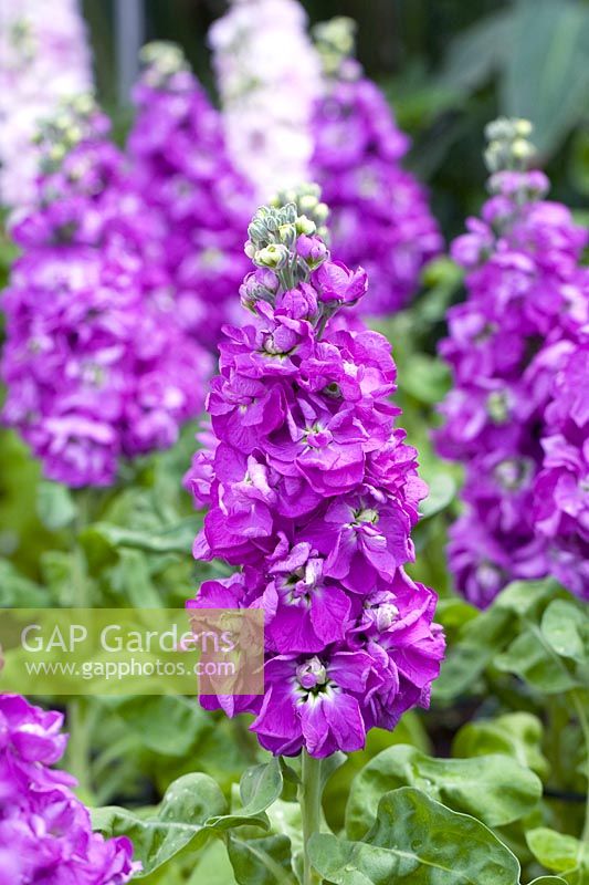 Matthiola 'Aida Blue' flowers - Stock 'Aida Blue'